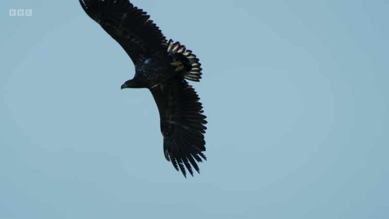 White-tailed eagles once lived across Britain and Ireland