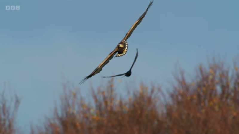 White-tailed eagles - our biggest bird of prey