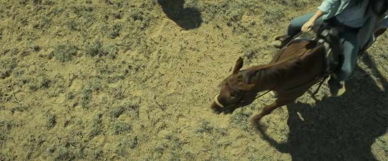 Who dumps a young horse here to die?