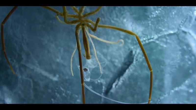 Who needs a web when you've got an ice cavern?