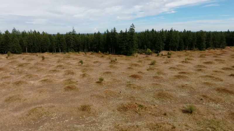 Who, or what, built the mysterious Mima Mounds?