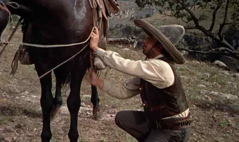Whoa, horse