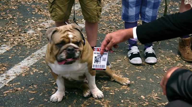 Who's a good agent?