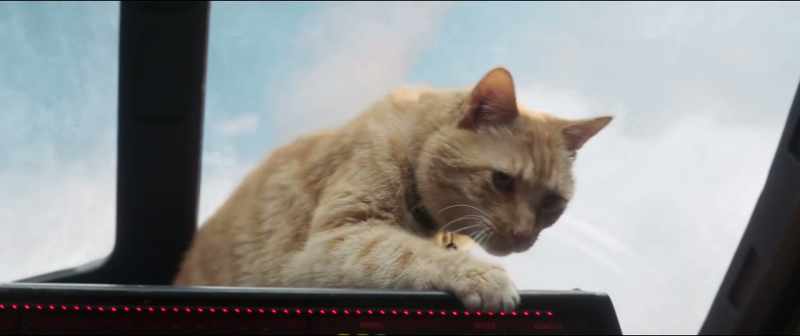 Who's a good kitty huh Huh Goose