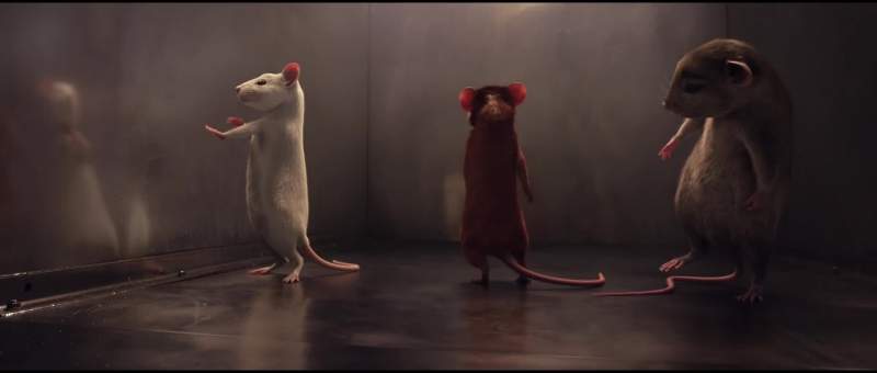 Why are we mouses