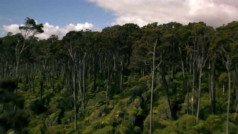 Why did some species evolve to be so large?