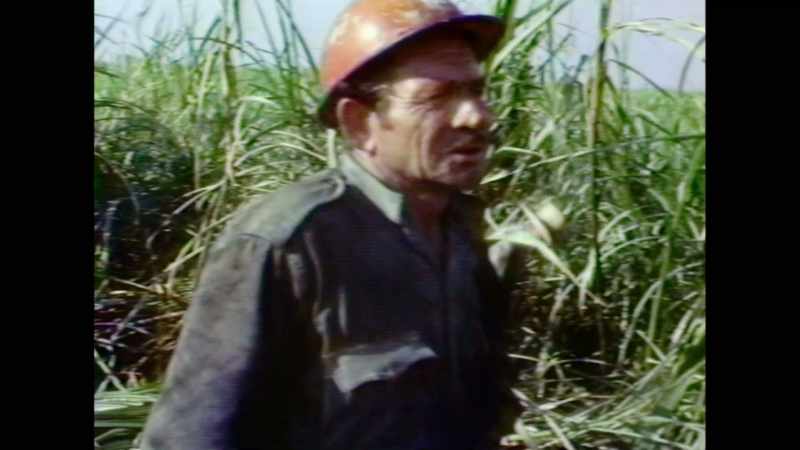 Why do you cut cane for a living?