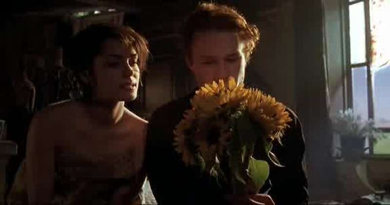 Why do you love sunflowers