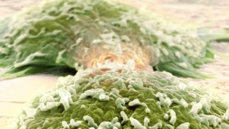 Why is it that our immune system