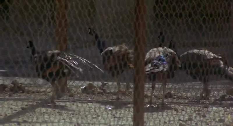 Why peacocks