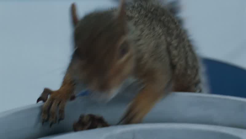 Why use squirrels?