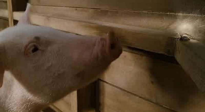 Wilbur we're born we live