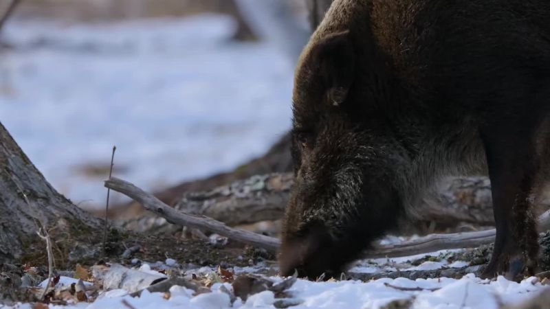 Wild boar depend on these nuts