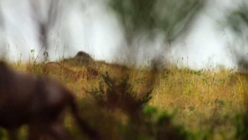 (WILDEBEEST BLEATING)