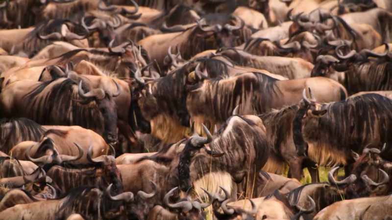 (WILDEBEEST GRUMBLING) -(CRICKETS CHIRPING)