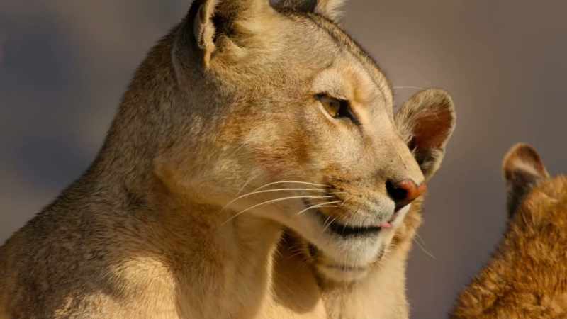 Wilderness and wildlife can recover