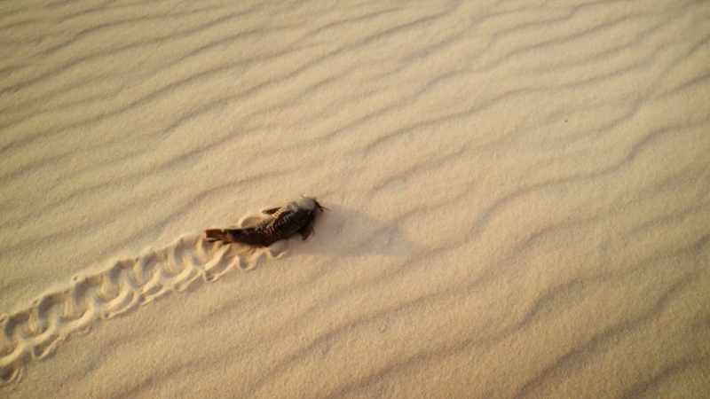WILL: An armored catfish is, well, no ordinary fish