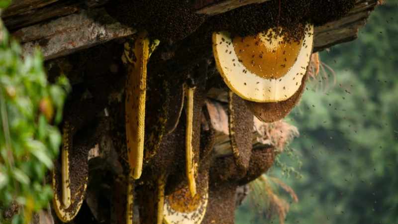 WILL: But what can the world's largest honeybee
