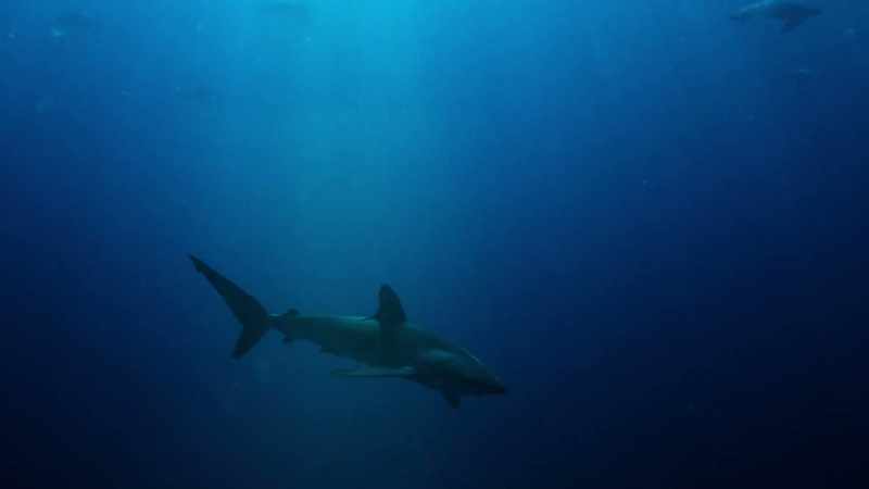 WILL: Can a shark eat a turtle?