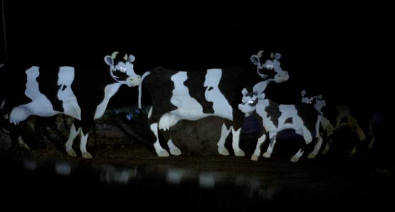 Will you look at those stupid cows