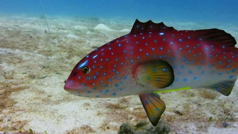 Will this model trout fool the clownfish?