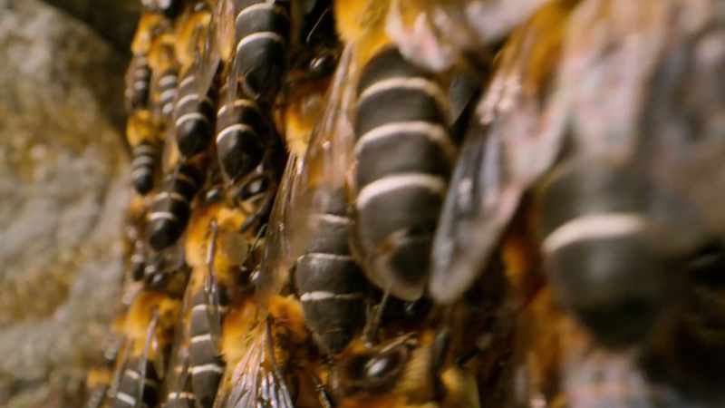 WILL: On its own, each bee doesn't amount to much