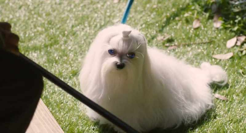 Will you sell this puppy to me?