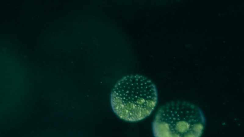WILL SMITH: Maybe there are microbes on other planets, but there's a big leap between them