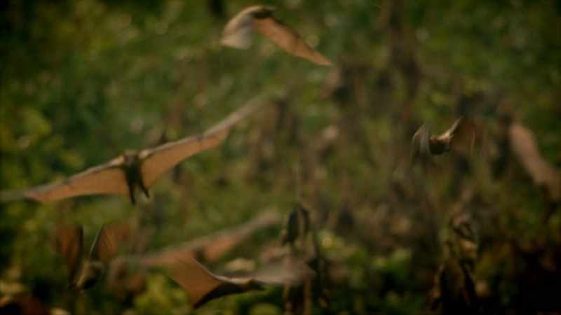 WILL SMITH: These bats are essentially a flying forest