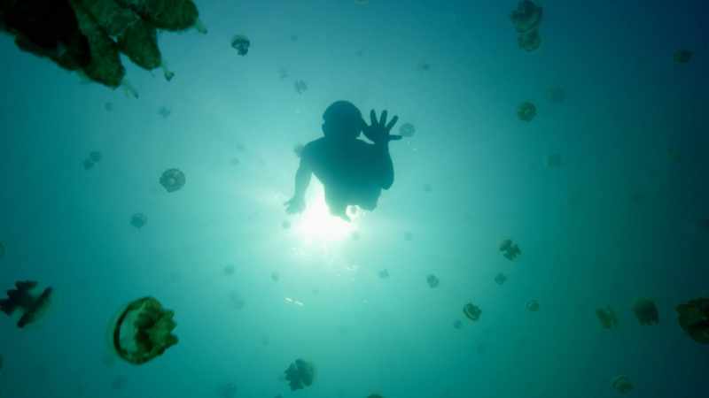 WILL SMITH: These jellyfish have found a way to capture