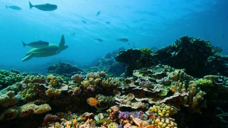 WILL: Though, with sharks about, I'm staying near the surface