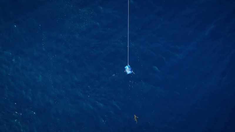 WILL: Tiger sharks usually spend their lives alone