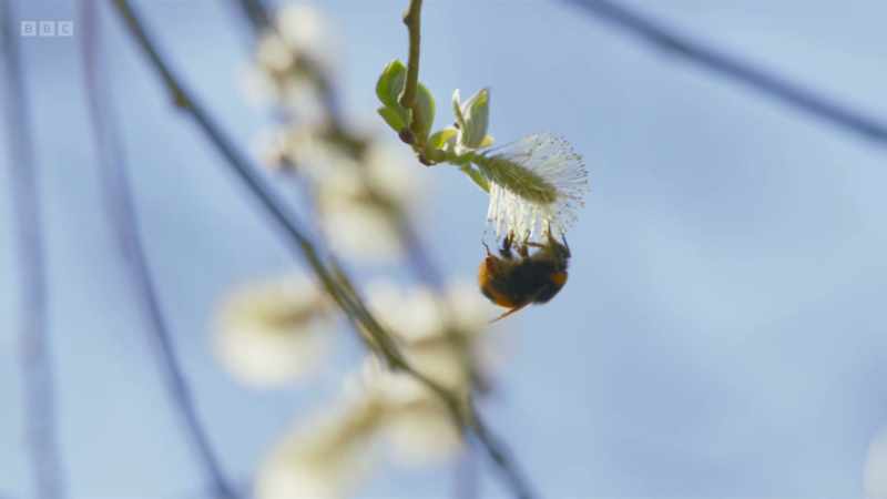 Willow catkins attract insects in early spring