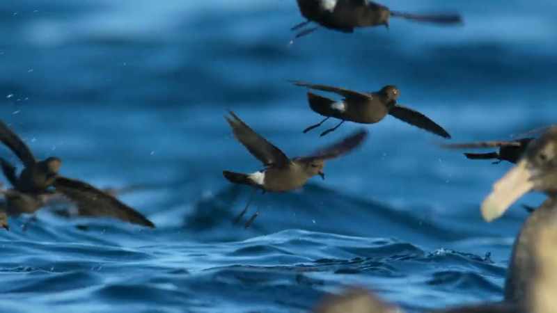 Wilson's petrels are too small to compete