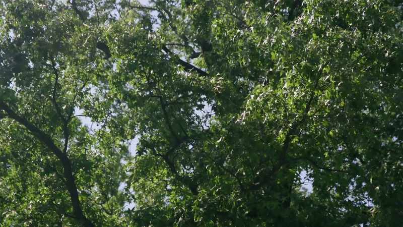 (wind blowing) - (birds chirping)