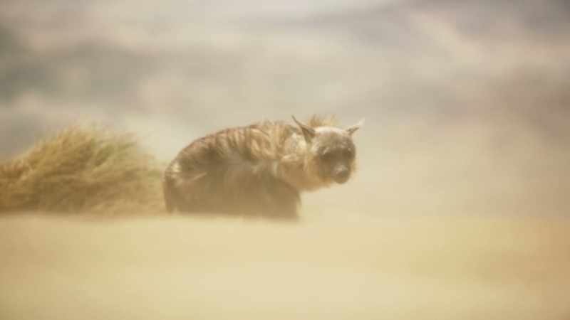 (WIND GUSTS)