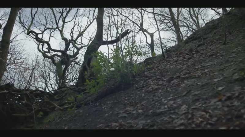 WIND GUSTS, TREES CREAK