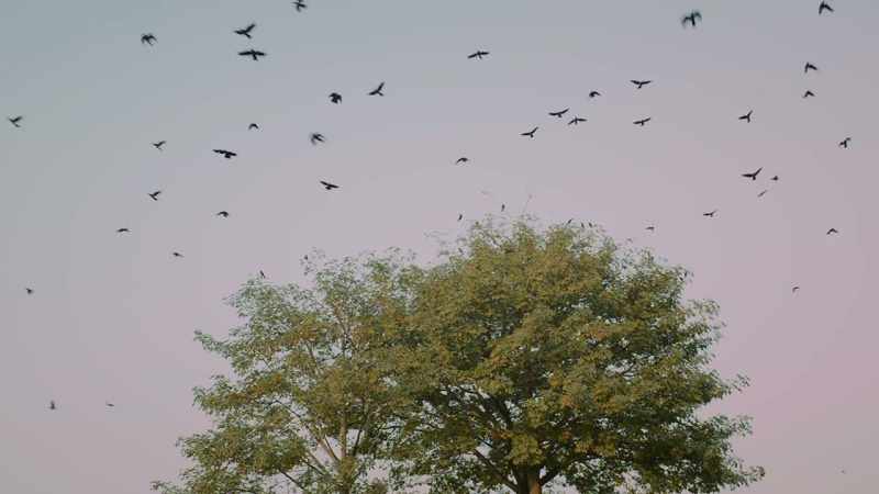 (wings flapping)