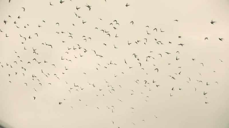 (wings flapping)