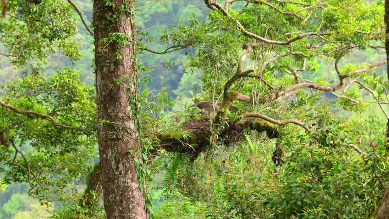 Wings that will be used to carry off her hefty prey