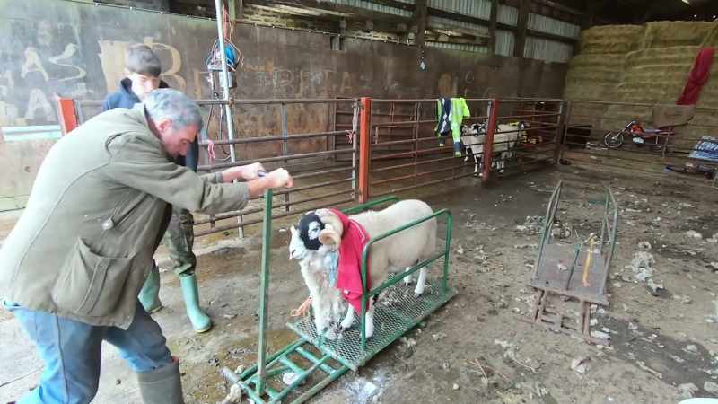 Winning a prestigious prize for your sheep not only improves