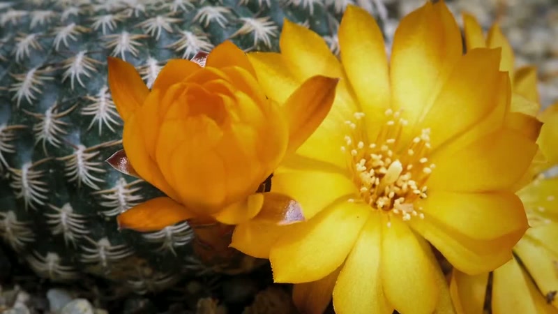 'Winter finally gives way to spring