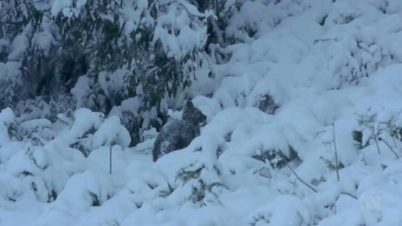 Winter means a struggle for survival