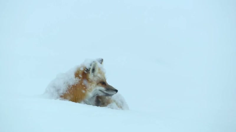 'Winter storms have covered this red fox's home