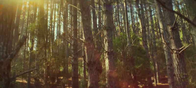 �� Winter's wood is cut F