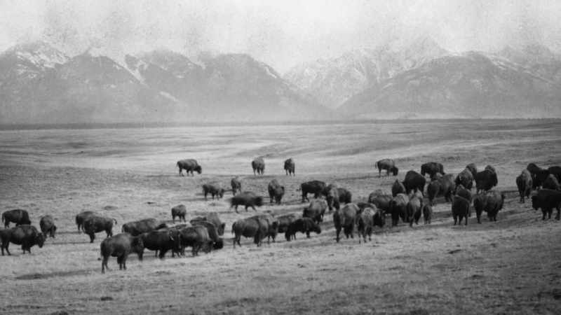 With 50 calves born each year, their herd kept expanding