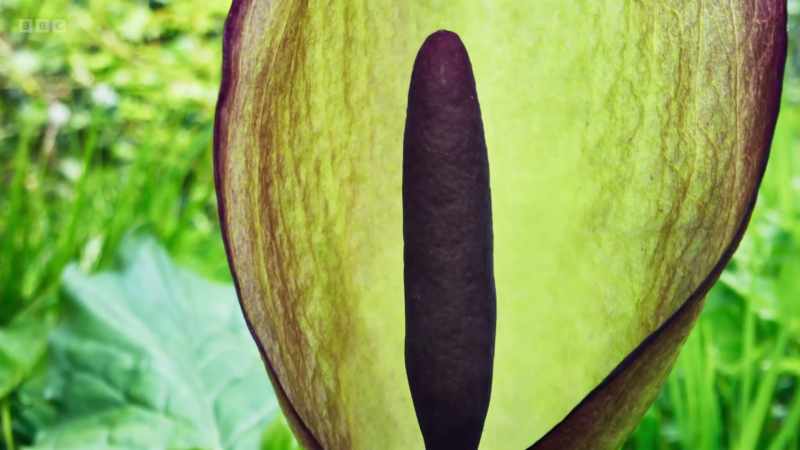 with a large purple spike called a spadix