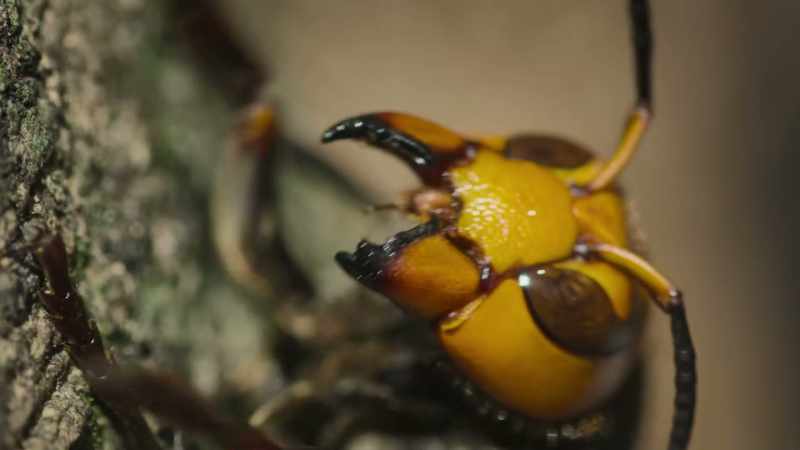With a quarter-inch stinger