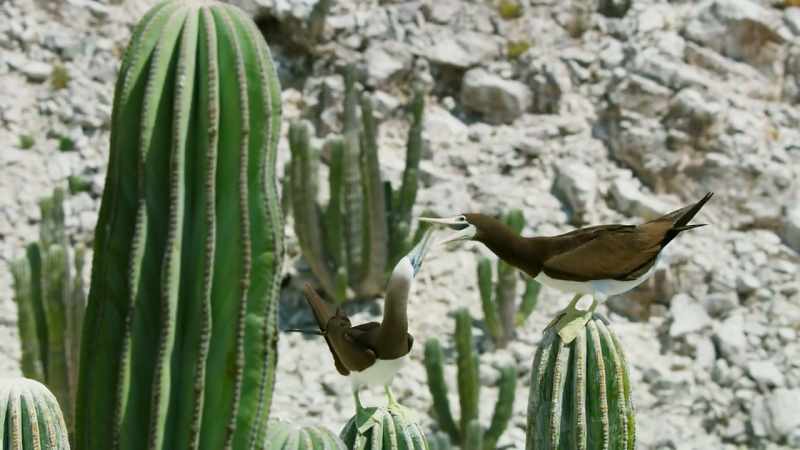 with brown and blue-footed boobies