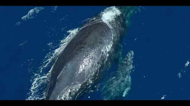 With her calf in tow, Mom can't outrun them